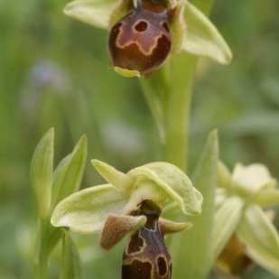 Ophrys umbillicata